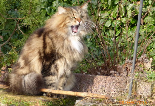 Sibirische Katzen Max von der Gronau