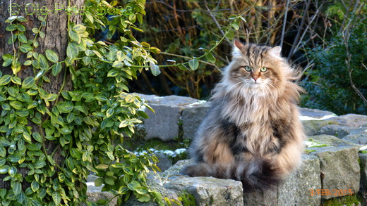 Sibirische Katzen Moritz von der Gronau