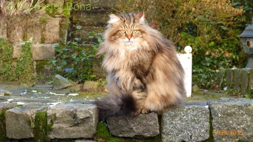 Sibirische Katzen Moritz von der Gronau