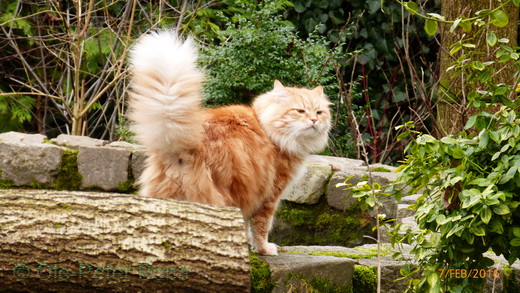 Sibirische Katzen Zaimka Avos