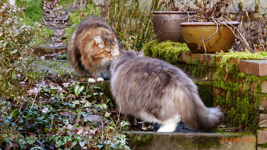 Sibirische Katzen Dana und Hetty 