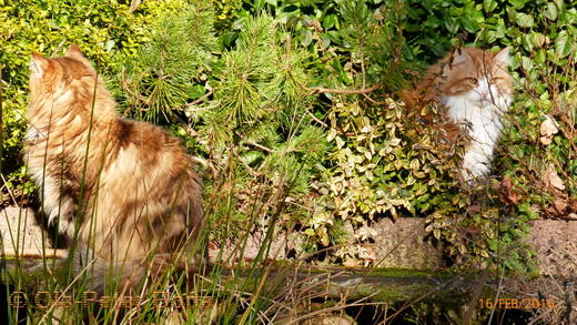 Sibirische Katzen Dana und Tochter Katrinchen