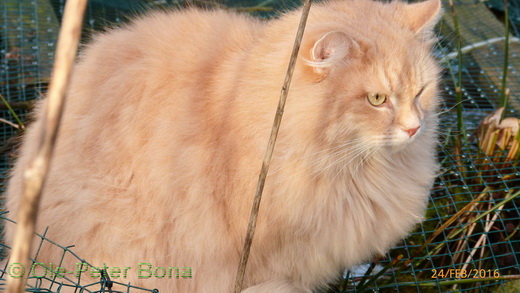 Sibirische Katzen Moritz von der Gronau