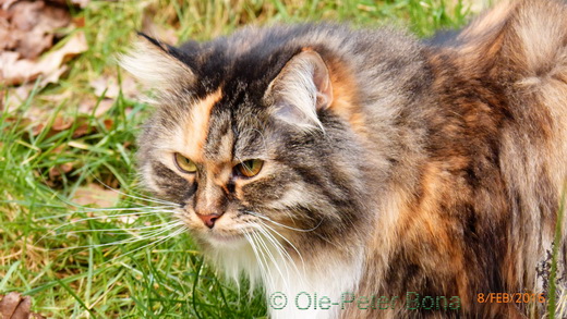 Sibirische Katzen Hela von der Gronau