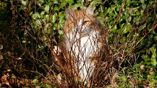 Sibirische Katzen Katrinchen von der Gronau