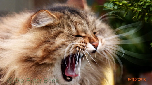 Sibirische Katze Max von der Gronau