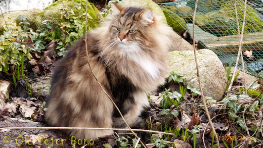 Sibirische Katzen Max von der Gronau