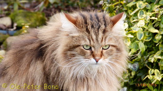 Sibirische Katzen Moritz von der Gronau