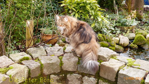 Sibirische Katzen Moritz von der Gronau