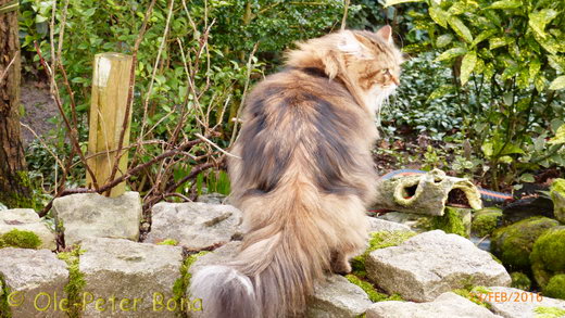 Sibirische Katzen Moritz von der Gronau