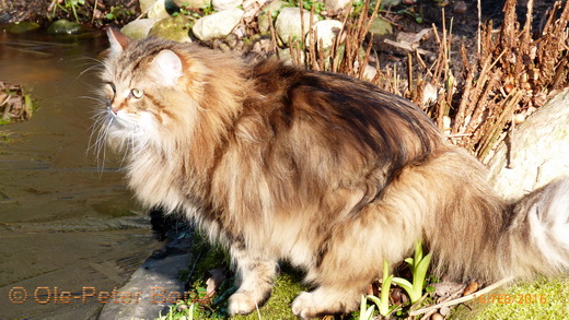 Sibirische Katzen Moritz von der Gronau