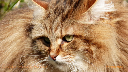 Sibirische Katzen Moritz von der Gronau