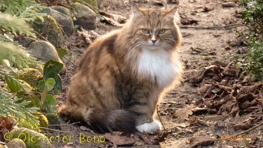 Sibirische Katzen Fadejew vom Schloßpavillon