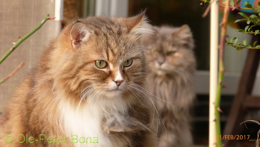 Sibirische Katzen Fadejew vom Schloßpavillon und Yanisha von der Gronau