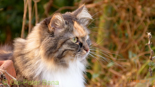 Sibirische Katze Hela von der Gronau