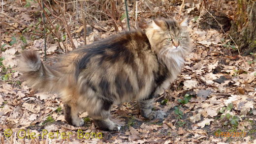 Sibirische Katzen Max von der Gronau