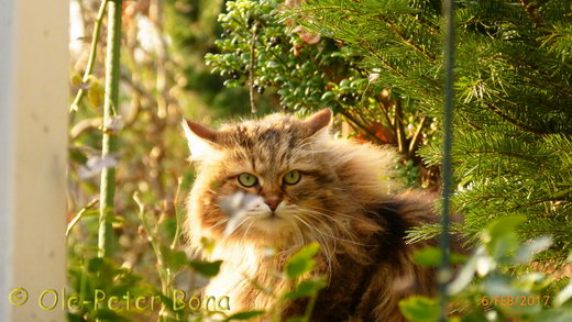 Sibirische Katzen Moritz von der Gronau