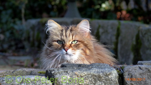 Sibirische Katzen Moritz von der Gronau