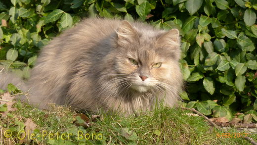 Sibirische Katzen Yanisha von der Gronau