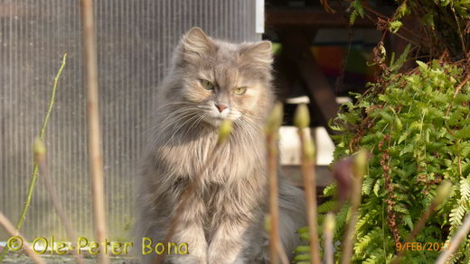 Sibirische Katzen Yanisha von der Gronau