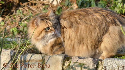 Sibirische Katzen Spiritof New Heaven´s Allegra