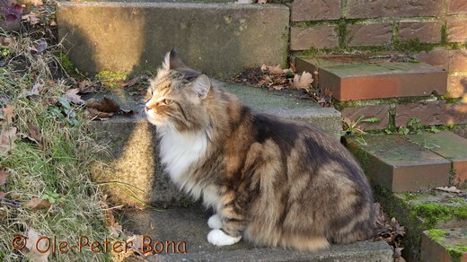 Sibirische Katzen Fadejew vom Schloßpavillon