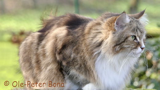 Sibirische Katzen Fadejew vom Schloßpavillon