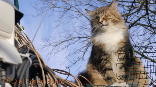 Sibirische Katzen Fadejew vom Schloßpavillon