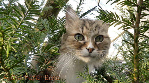 Sibirische Katzen Fadejew vom Schloßpavillon