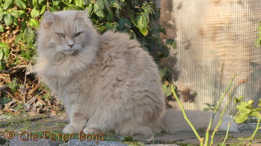 Sibirische Katzen Floris von der Gronau