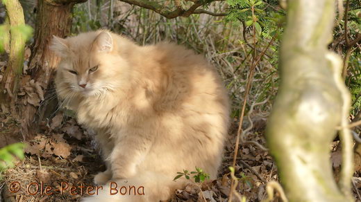 Sibirische Katzen Floris von der Gronau