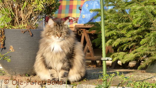 Sibirische Katzen Max von der Gronau