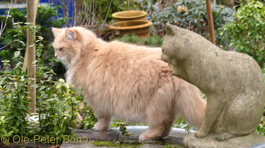 Sibirische Katzen Floris von der Gronau