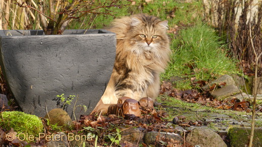 Sibirische Katzen Moritz von der Gronau