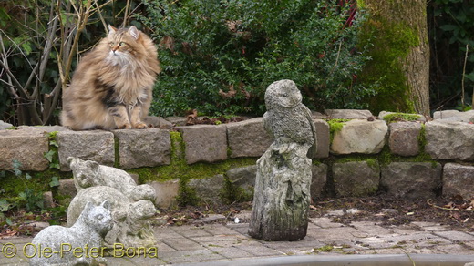 Sibirische Katzen Moritz von der Gronau