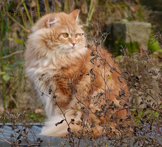 Sibirische Katzen Zaimka Avos