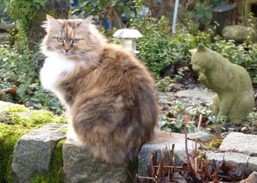 Sibirische Katzen max von der Gronau