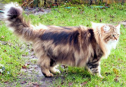 Sibirische Katzen Moritz von der Gronau