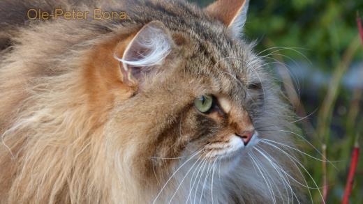 Sibirische Katzen Moritz von der Gronau