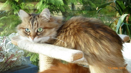 Sibirische Katzen Spirit of New Heaven´s Allegra