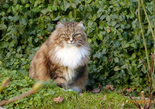 Sibirische Katzen Fadejew vom Schloßpavillon