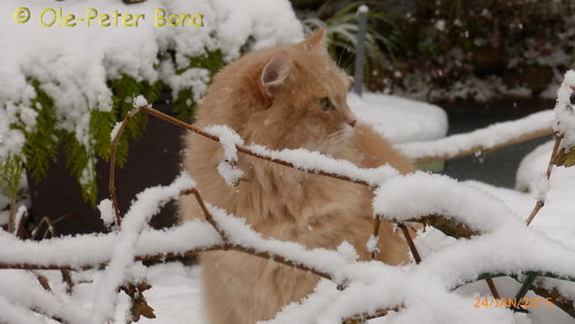 Sibirische Katzen Floris von der Gronau