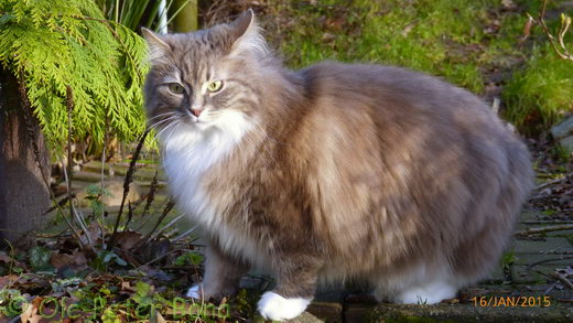 Sibirische Katzen Hetty von der Gronau