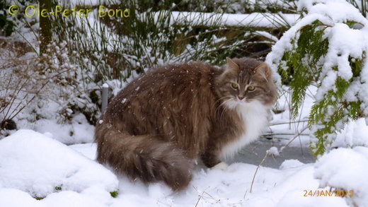 Sibirische Katzen Hetty von der Gronau