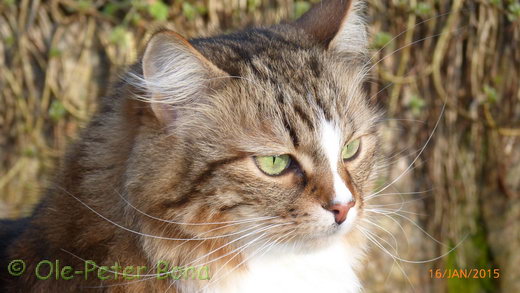 Sibirische Katzen Jule von der Gronau