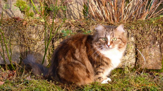 Sibirische Katzen Jule von der Gronau