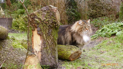 Sibirische Katze Max von der Gronau