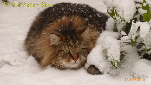 Sibirische Katzen Max von der Gronau