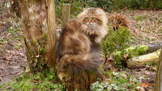 Sibirische Katzen Moritz von der Gronau