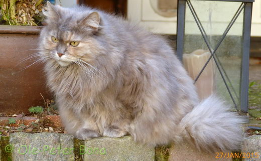 Sibirische Katzen Yanisha von der Gronau